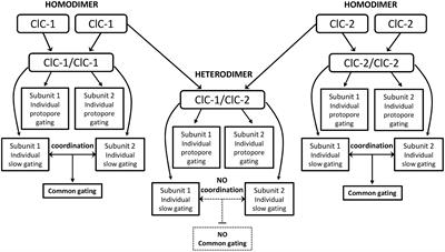 ClC Channels and Transporters: Structure, Physiological Functions, and Implications in Human Chloride Channelopathies